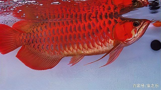 如何判斷藍底紅龍魚是否純種？