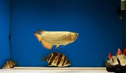 紅龍魚為什么是金色？：紅龍魚為什么是金色的， 紅龍魚為什么是金色？：紅龍魚為什么是金色的， 龍魚百科 第2張