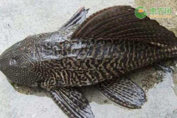 養(yǎng)龍魚魚缸背景圖（如何挑選適合龍魚的背景圖） 養(yǎng)龍魚魚缸背景圖（如何挑選適合龍魚的背景圖） 龍魚百科