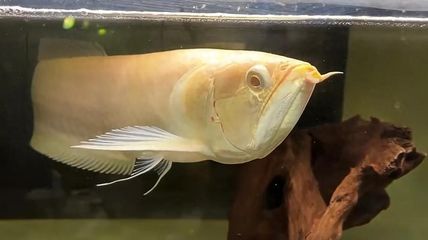 龍魚最適合溫度是幾度：龍魚水溫過高處理方法 龍魚最適合溫度是幾度：龍魚水溫過高處理方法 龍魚百科 第5張