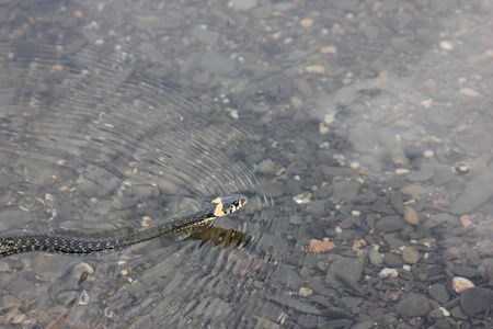 金龍魚漂浮水面【金龍魚漂浮水面可能由多種原因造成,】