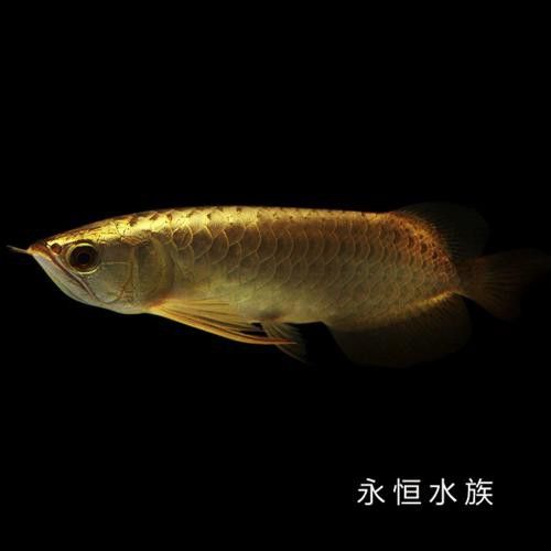 金頭過背金龍魚多少錢一條圖片欣賞