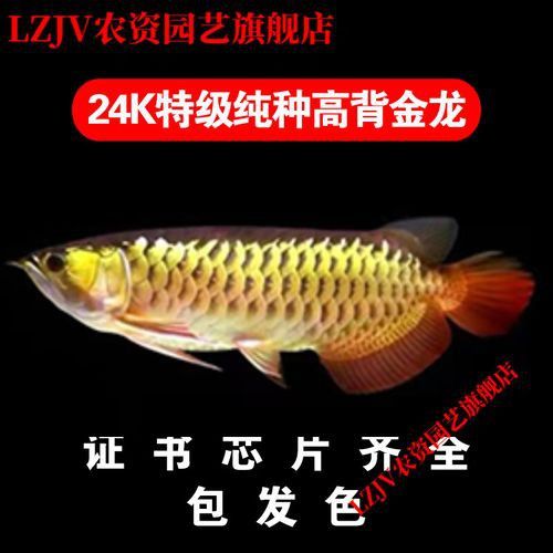金頭過背金龍魚多少錢一條圖片欣賞