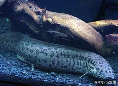 恐龍魚死亡征兆（恐龍魚死亡前的一些征兆） 恐龍魚死亡征兆（恐龍魚死亡前的一些征兆） 龍魚百科 第4張