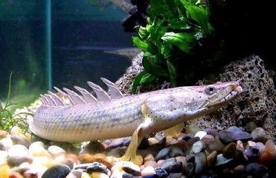 恐龍魚死亡征兆（恐龍魚死亡前的一些征兆） 恐龍魚死亡征兆（恐龍魚死亡前的一些征兆） 龍魚百科 第2張
