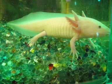 恐龍魚死亡征兆（恐龍魚死亡前的一些征兆） 恐龍魚死亡征兆（恐龍魚死亡前的一些征兆） 龍魚百科 第3張
