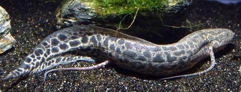 恐龍魚死亡征兆（恐龍魚死亡前的一些征兆） 恐龍魚死亡征兆（恐龍魚死亡前的一些征兆） 龍魚百科 第5張