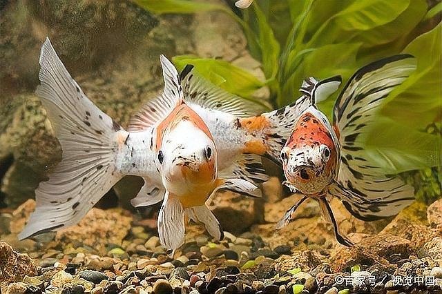 龍魚多久能適應底層魚？ 龍魚多久能適應底層魚？ 龍魚百科 第2張