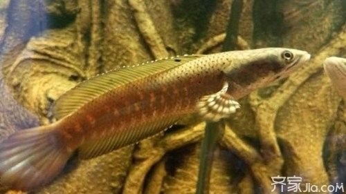黃嘴幻藍雷龍魚苗