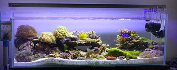 黑缸養龍魚是什么意思：黑缸養龍魚什么意思黑缸養龍魚什么意思 黑缸養龍魚是什么意思：黑缸養龍魚什么意思黑缸養龍魚什么意思 龍魚百科 第3張