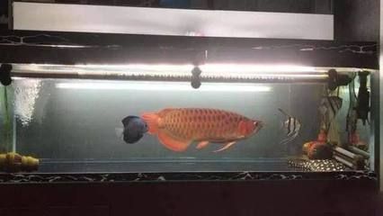 黑缸養龍魚是什么意思：黑缸養龍魚什么意思黑缸養龍魚什么意思 黑缸養龍魚是什么意思：黑缸養龍魚什么意思黑缸養龍魚什么意思 龍魚百科 第2張