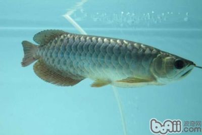 龍魚吃蟑螂（龍魚可以吃蟑螂嗎）