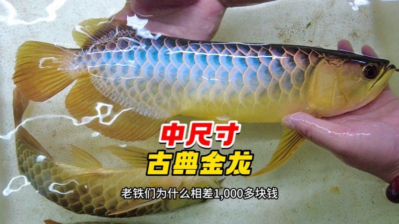 藍底過背金龍和紫底金龍哪個更好養？