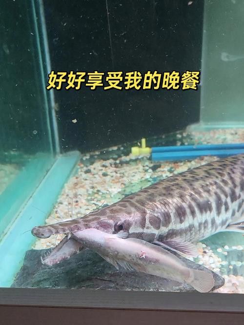 火箭魚和龍魚混養 火箭魚和龍魚混養 龍魚百科 第5張
