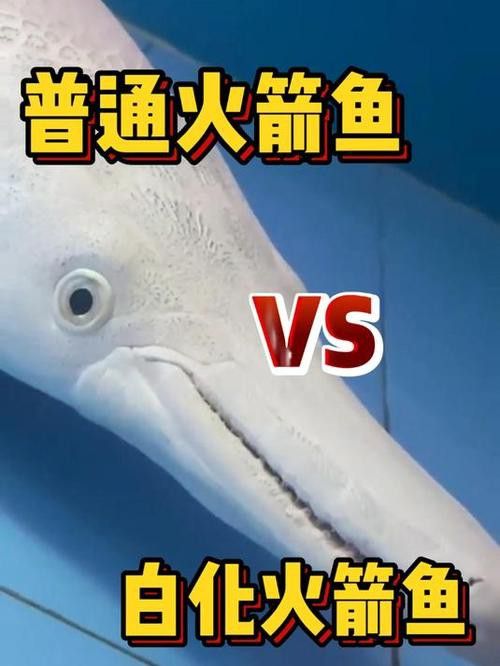 火箭魚和龍魚混養 火箭魚和龍魚混養 龍魚百科 第2張