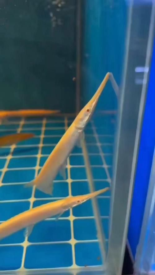 火箭魚和龍魚混養 火箭魚和龍魚混養 龍魚百科 第6張