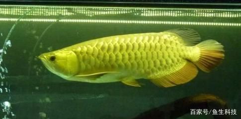 龍魚用什么燈不掉眼睛：養殖龍魚用什么燈不掉眼睛