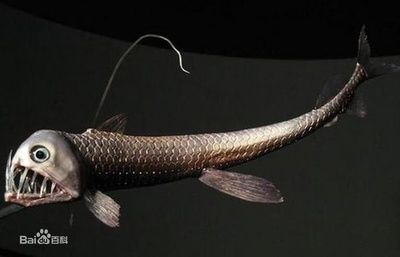 龍魚用什么燈不掉眼睛：養殖龍魚用什么燈不掉眼睛