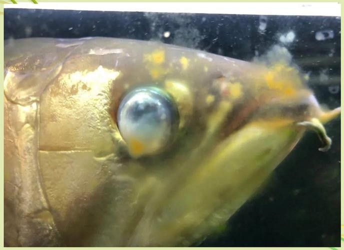 龍魚蒙眼初期圖片