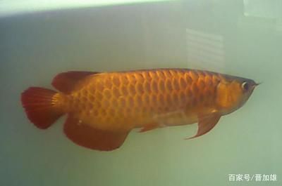 金龍魚從小養起還是大的養好：金龍魚從小養起有什么優勢？ 金龍魚從小養起還是大的養好：金龍魚從小養起有什么優勢？ 龍魚百科 第4張