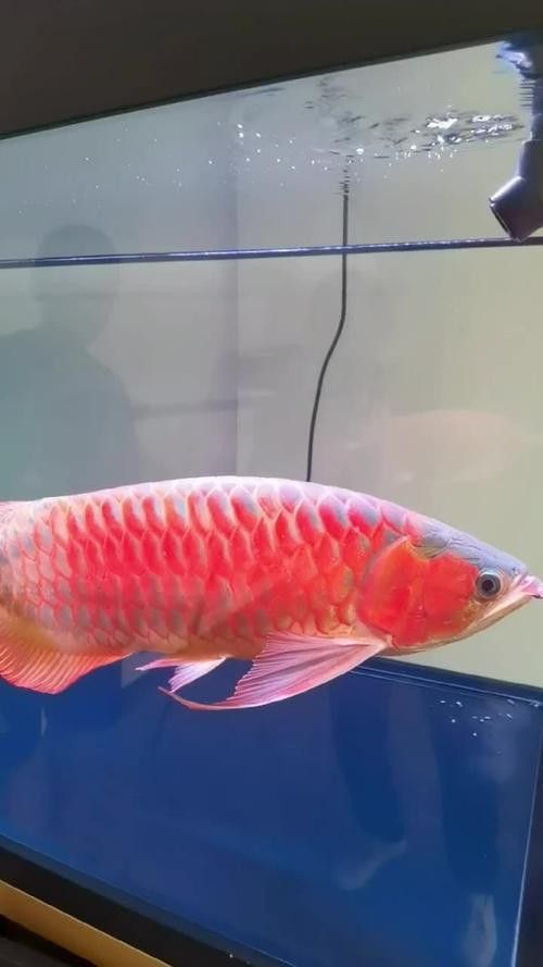 游龍魚是海魚嗎圖片