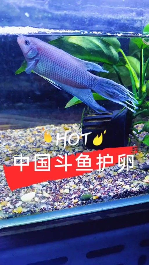 游龍魚是海魚嗎圖片