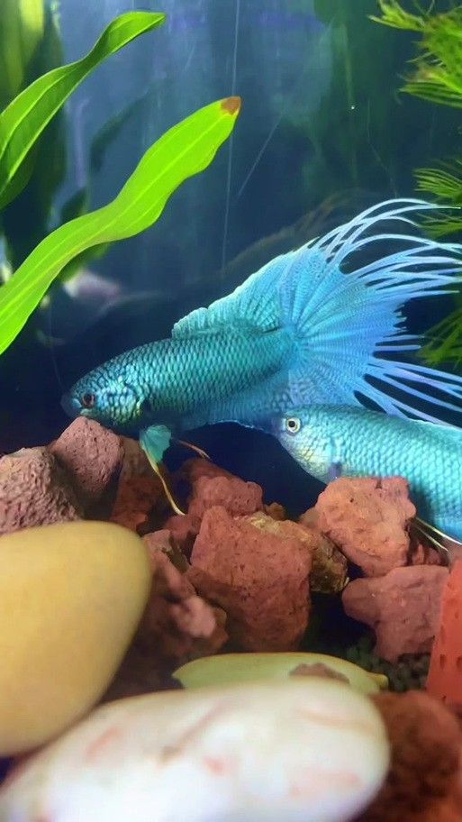 游龍魚是海魚嗎圖片