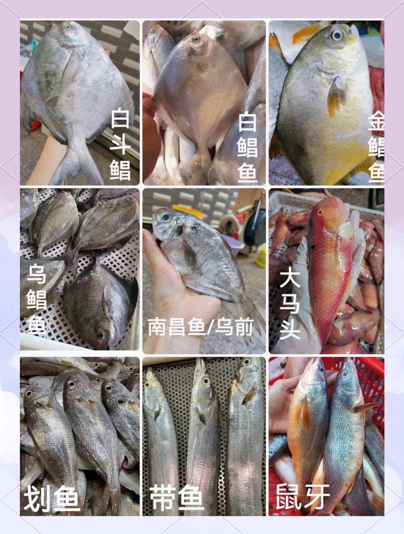游龍魚是海魚嗎圖片