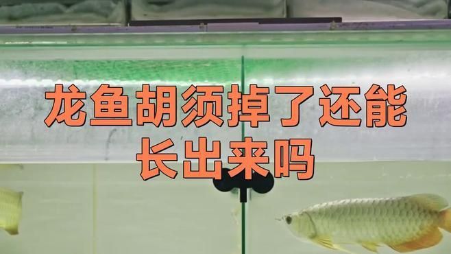 龍魚打架后多久會恢復