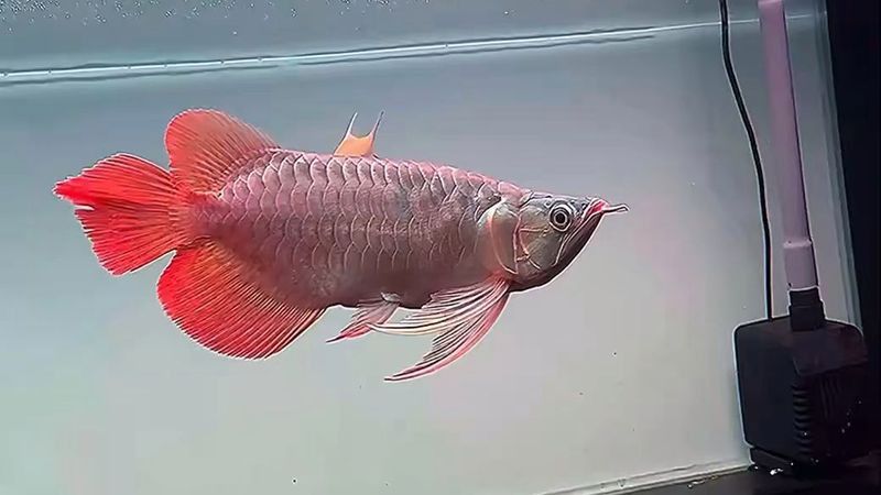 “短身福龍王”是否與某個(gè)歷史人物有關(guān)？