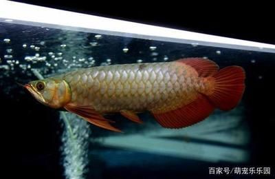 為啥龍魚那么貴呢怎么回事?。簽槭裁待堲~的價格那么昂貴？