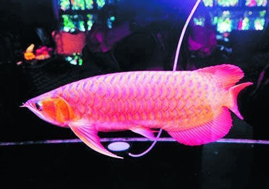 薩德斯塔紅龍魚多少錢一條：薩德斯塔紅龍魚多少錢一條紅龍魚多少錢一條紅龍魚的價格