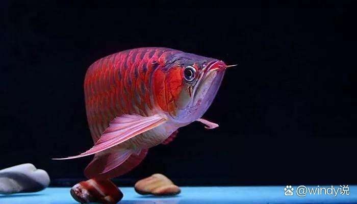 鴨嘴鯊能和金龍魚一起養嗎圖片視頻 鴨嘴鯊能和金龍魚一起養嗎圖片視頻 龍魚百科 第2張