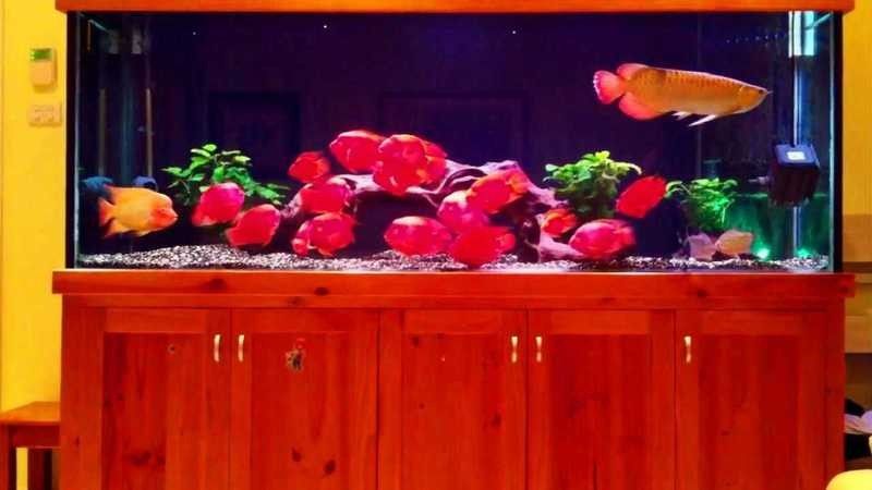 鴨嘴鯊能和金龍魚一起養嗎圖片視頻 鴨嘴鯊能和金龍魚一起養嗎圖片視頻 龍魚百科 第7張