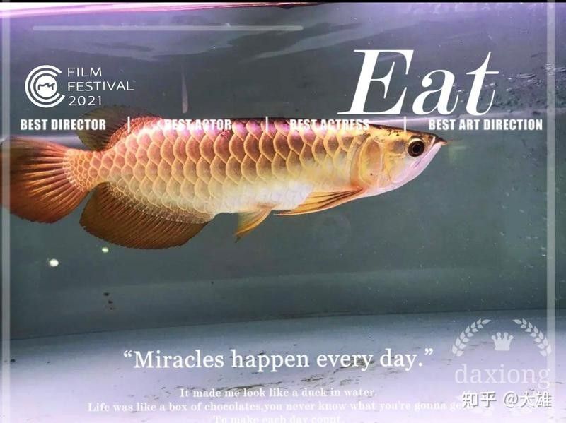 鴨嘴鯊能和金龍魚一起養嗎圖片視頻 鴨嘴鯊能和金龍魚一起養嗎圖片視頻 龍魚百科 第9張