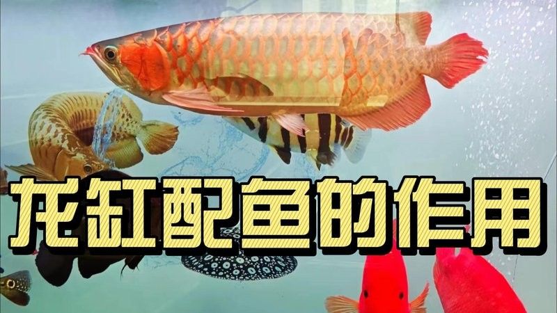 鴨嘴鯊能和金龍魚一起養嗎圖片視頻 鴨嘴鯊能和金龍魚一起養嗎圖片視頻 龍魚百科 第5張