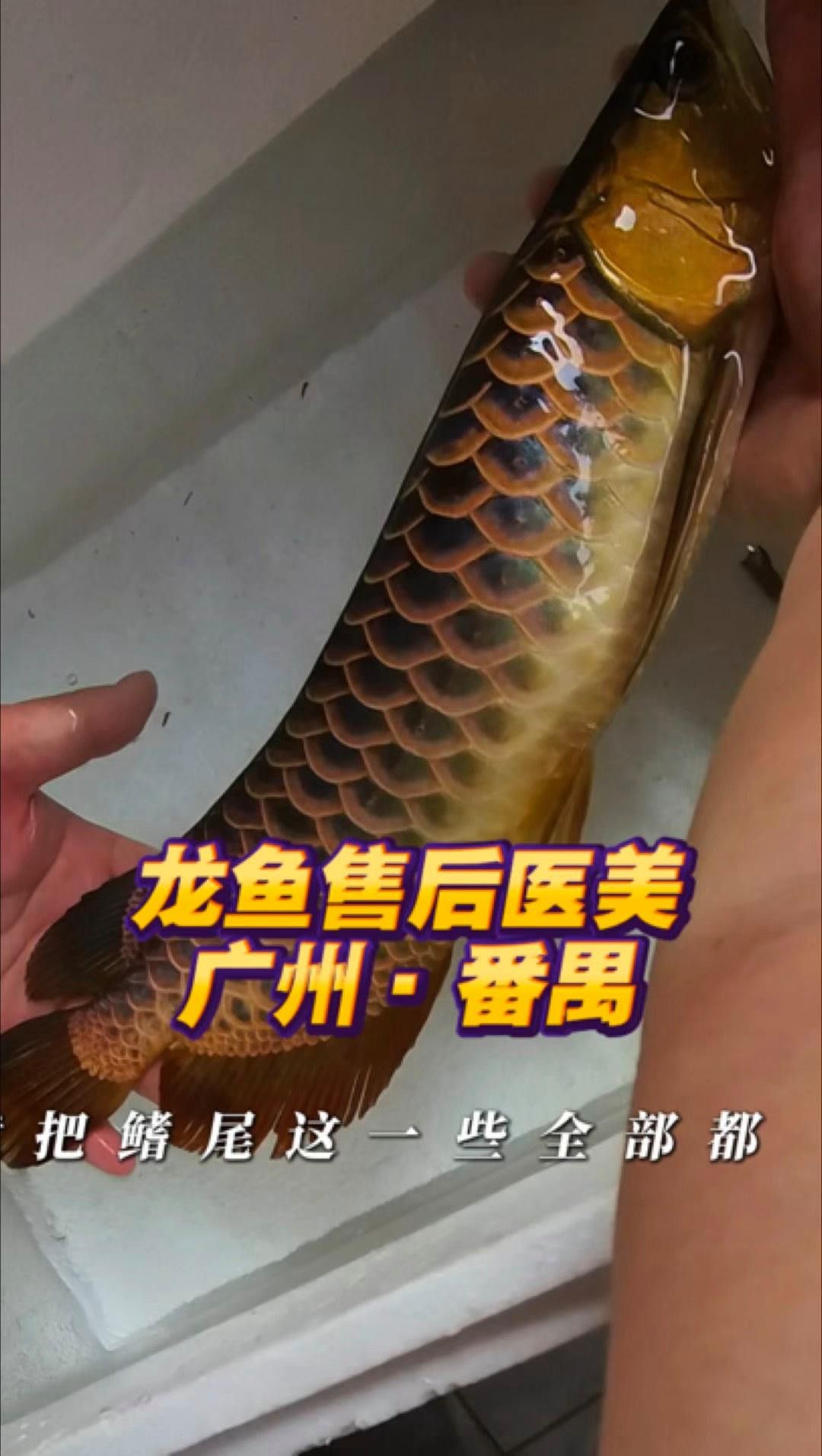 有哪些機構提供龍魚手術治療？ 有哪些機構提供龍魚手術治療？ 龍魚百科 第1張