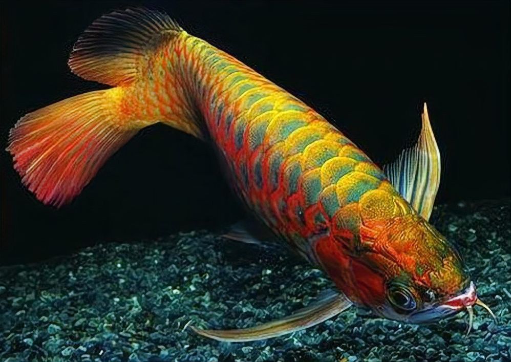 停食期間龍魚會消耗儲備嗎？