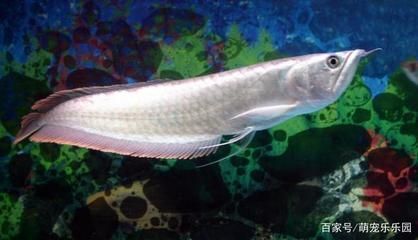銀龍魚色彩變化原因探究：銀龍魚的色彩變化的科學(xué)分析