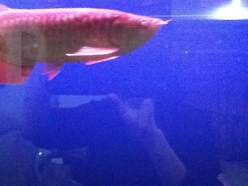 龍魚蒙眼怎么處理：龍魚蒙眼處理不當(dāng)可能會導(dǎo)致龍魚失明