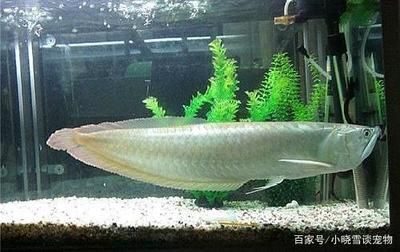 龍魚混養一般要多長時間才不打架？：龍魚混養中體型差距的影響，龍魚混養成功后如何維持和諧？