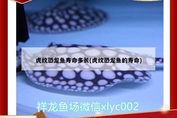 虎紋恐龍魚的壽命有多長，虎紋恐龍魚的壽命是多少年虎紋恐龍魚最佳飼養(yǎng)條件