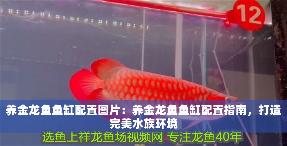 養金龍魚魚缸配置圖片：養金龍魚魚缸配置指南，打造完美水族環境 養金龍魚魚缸配置圖片：養金龍魚魚缸配置指南，打造完美水族環境 龍魚百科 第1張