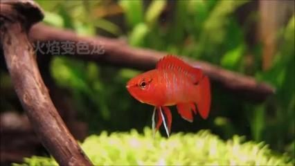 龍魚吃啥能變色啊圖片視頻教程：龍魚增色飼料品牌推薦：龍魚增色飼料自制方法