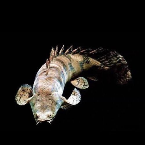 虎斑恐龍魚飼養技巧和方法圖解大全