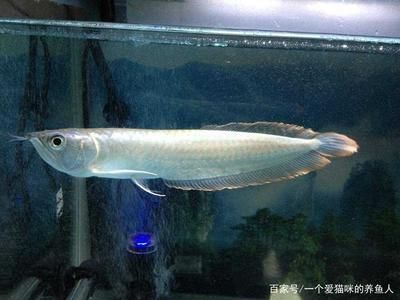 黑帶龍魚和銀龍的區別:黑帶龍魚和銀龍魚有什么區別? 龍魚百科 第2張 黑帶龍魚和銀龍的區別:黑帶龍魚和銀龍魚有什么區別? 黑帶龍魚和銀龍的區別:黑帶龍魚和銀龍魚有什么區別? 龍魚百科 第2張