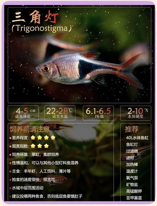 三角龍魚圖片大全欣賞 三角龍魚圖片大全欣賞 龍魚百科 第1張