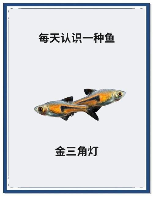 三角龍魚圖片大全欣賞 三角龍魚圖片大全欣賞 龍魚百科 第17張