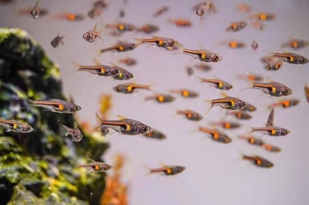 三角龍魚圖片大全欣賞 三角龍魚圖片大全欣賞 龍魚百科 第21張