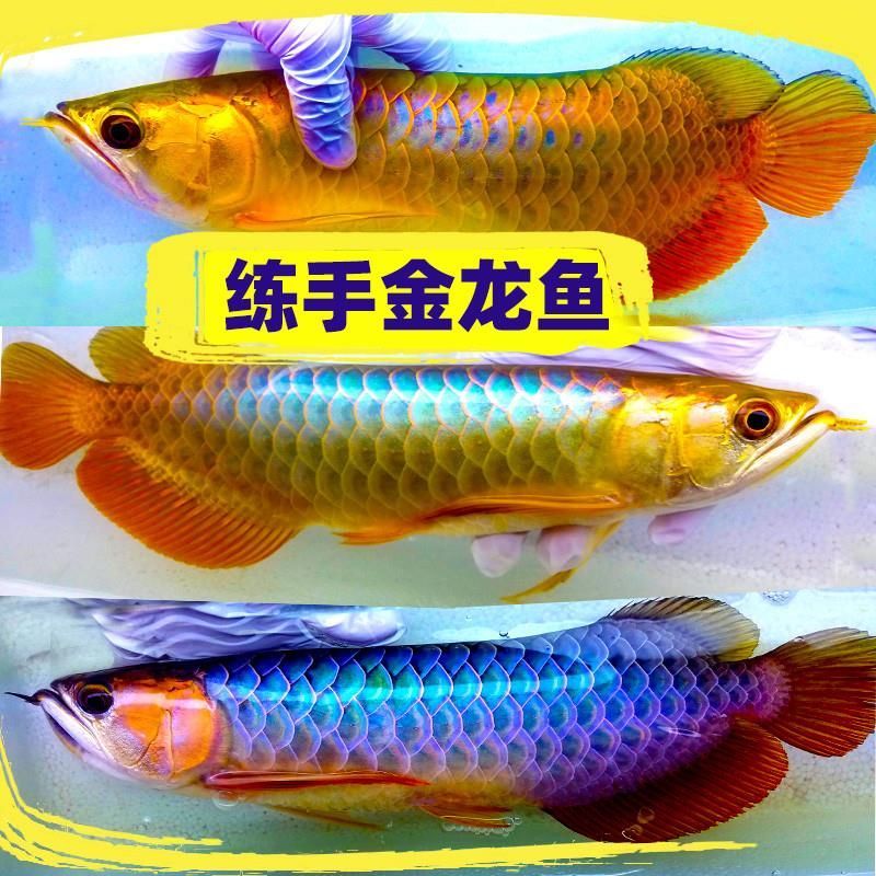 龍魚喂什么活魚好：如何選擇適合喂養龍魚的活魚